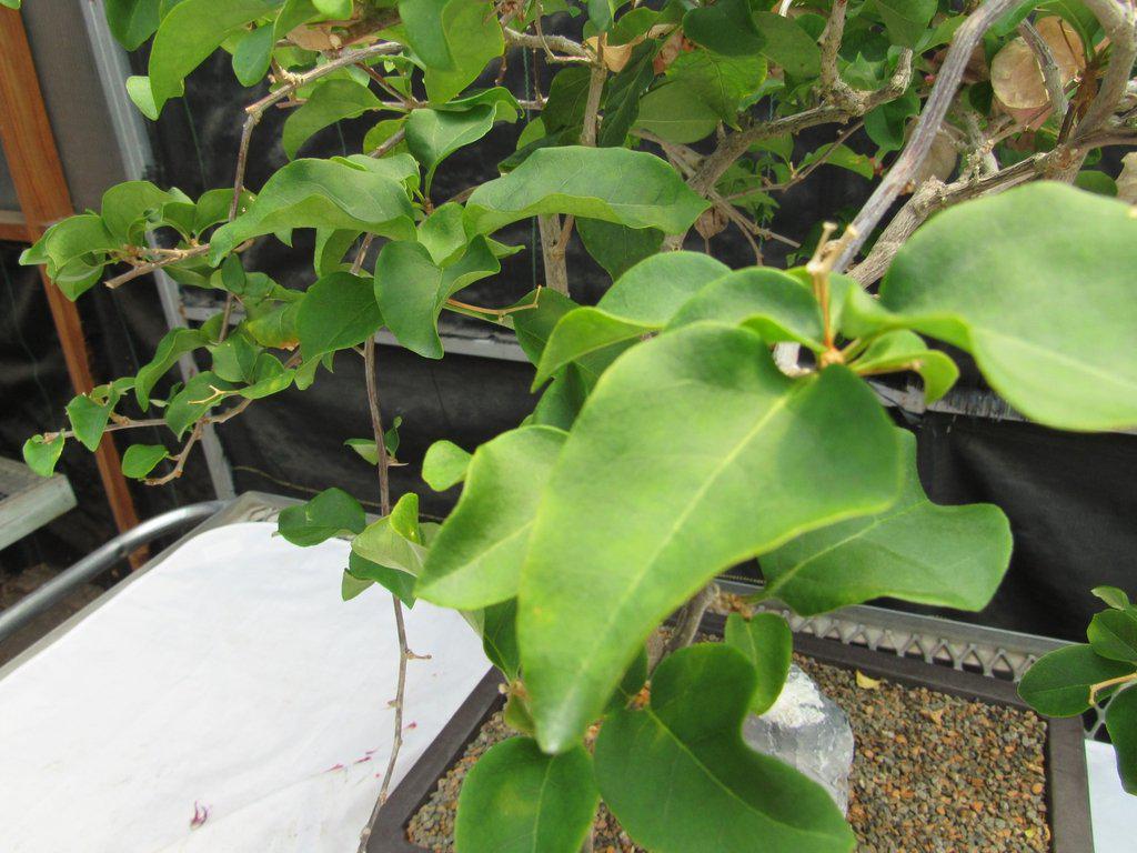 26 Year Old Bougainvillea Specimen Bonsai Tree