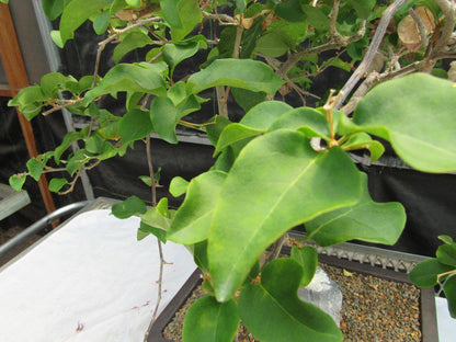 26 Year Old Bougainvillea Specimen Bonsai Tree