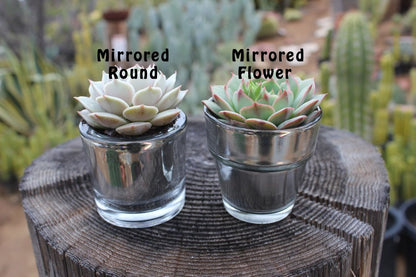 2.5" Assorted Mini Succulent Collection Bulk