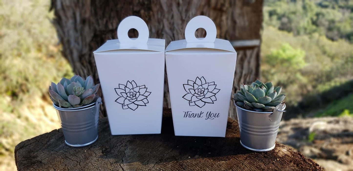 2.5" Assorted Mini Succulent Collection Bulk