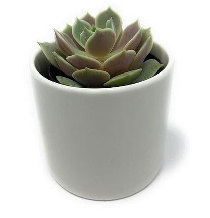 2.5" Assorted Mini Succulent Collection Bulk