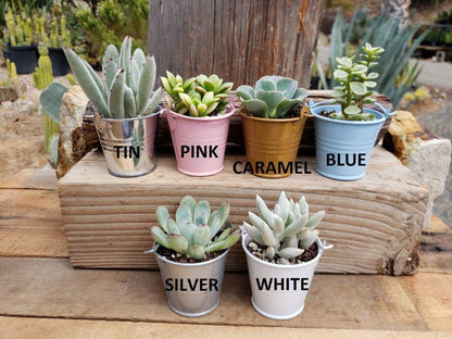 2.5" Assorted Mini Succulent Collection Bulk