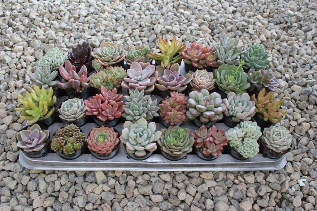 2.5" Assorted Mini Succulent Collection Bulk