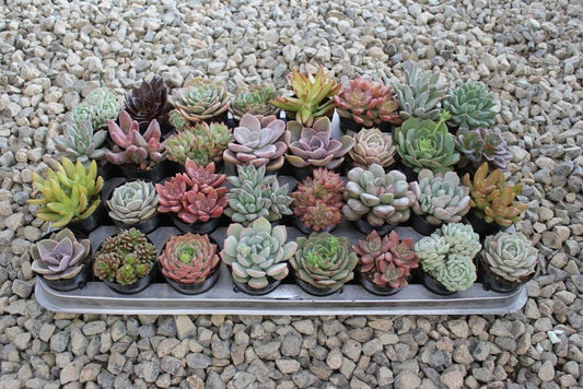 2.5" Assorted Mini Succulent Collection Bulk