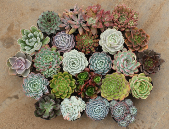2.5" Assorted Mini Succulent Collection Bulk