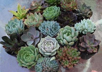 2.5" Assorted Mini Succulent Collection Bulk