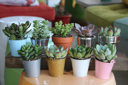 2.5" Assorted Mini Succulent Collection Bulk