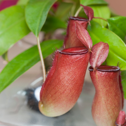 Nepenthes 'Lady Luck' Carnivorous Tropical Pitcher Plant