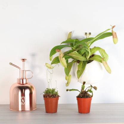 Carnivorous Carnival Plant Bundle
