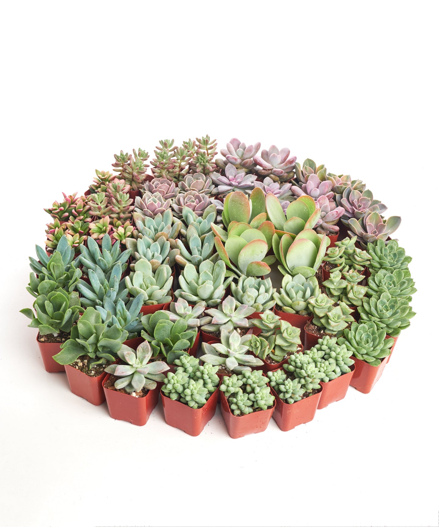 Pastel Mini Succulent Collection