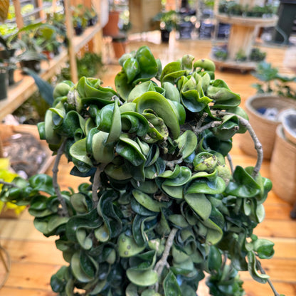 Hoya Rope