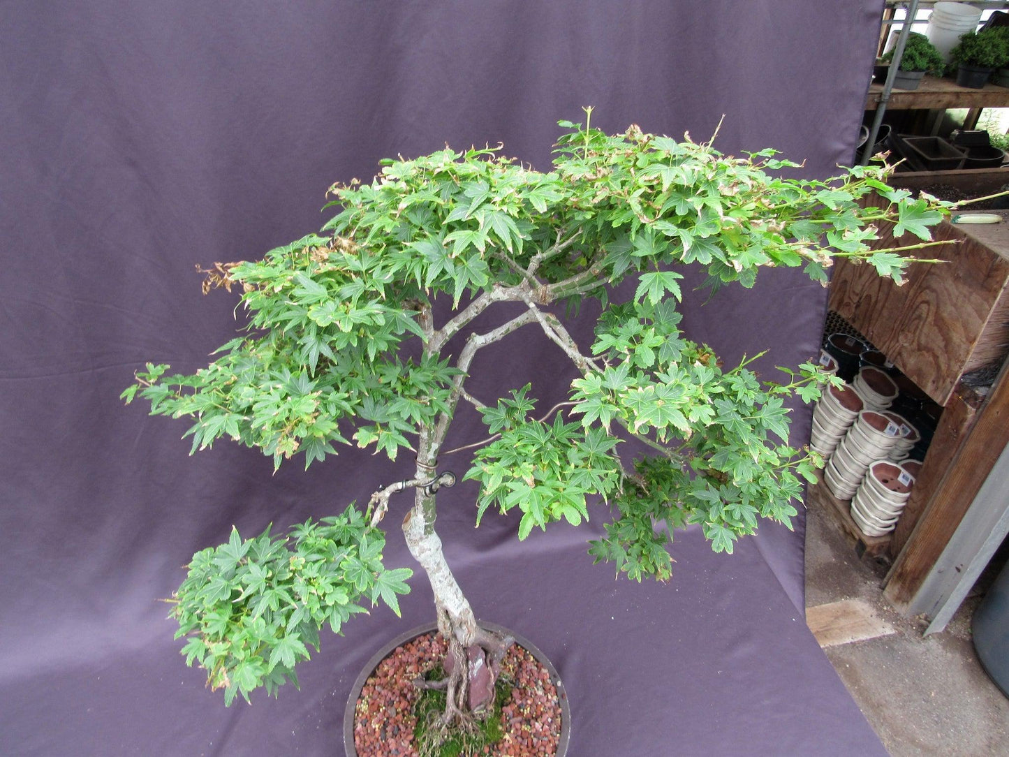 36 Year Old Beni Hime Dwarf Japanese Maple Root Over Rock Specimen Bonsai Tree