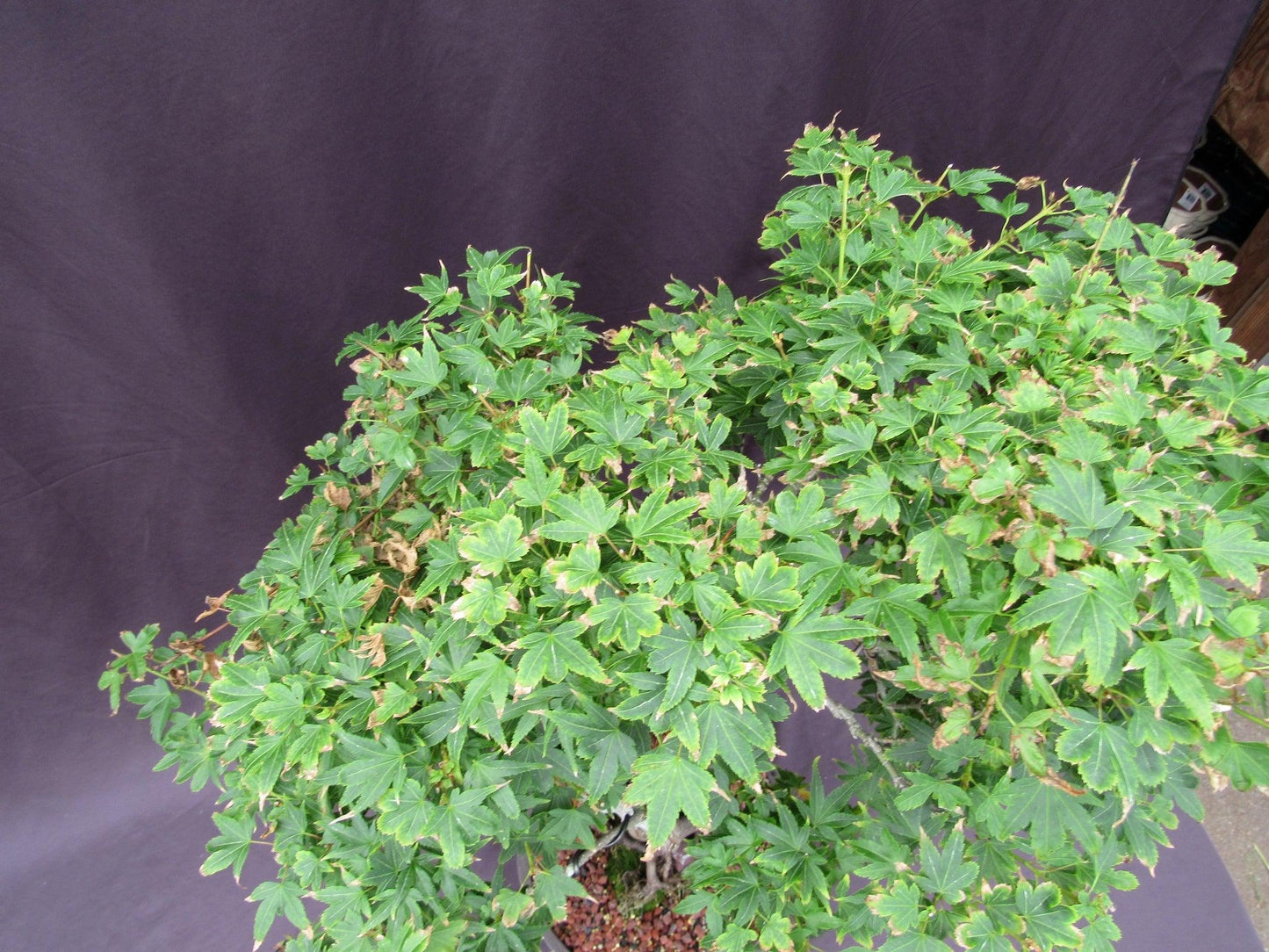 36 Year Old Beni Hime Dwarf Japanese Maple Root Over Rock Specimen Bonsai Tree