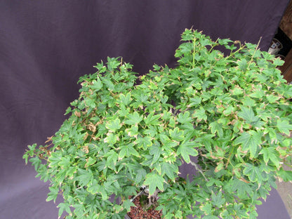 36 Year Old Beni Hime Dwarf Japanese Maple Root Over Rock Specimen Bonsai Tree