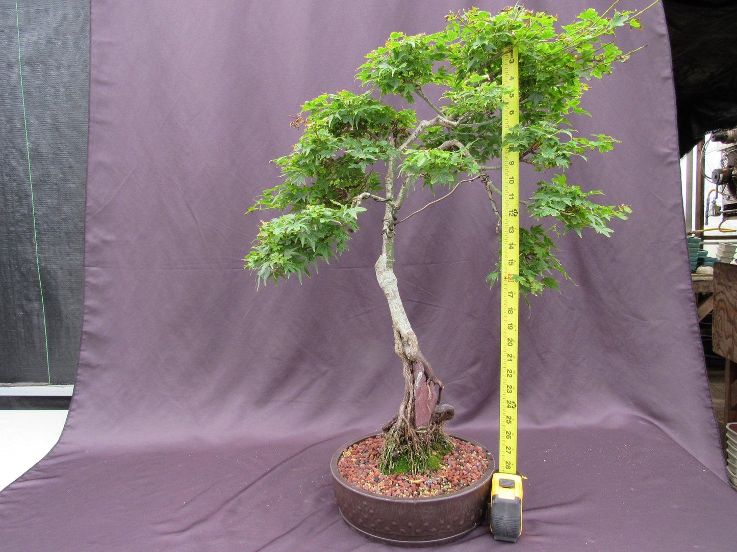 36 Year Old Beni Hime Dwarf Japanese Maple Root Over Rock Specimen Bonsai Tree