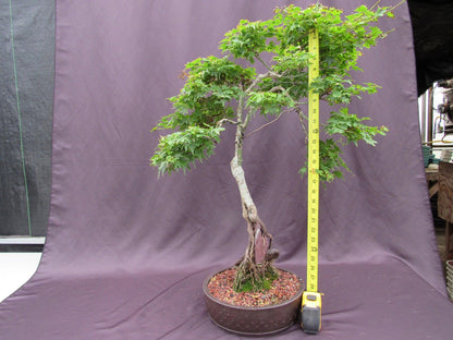 36 Year Old Beni Hime Dwarf Japanese Maple Root Over Rock Specimen Bonsai Tree