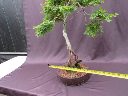36 Year Old Beni Hime Dwarf Japanese Maple Root Over Rock Specimen Bonsai Tree