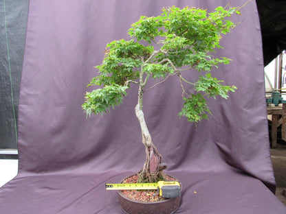 36 Year Old Beni Hime Dwarf Japanese Maple Root Over Rock Specimen Bonsai Tree
