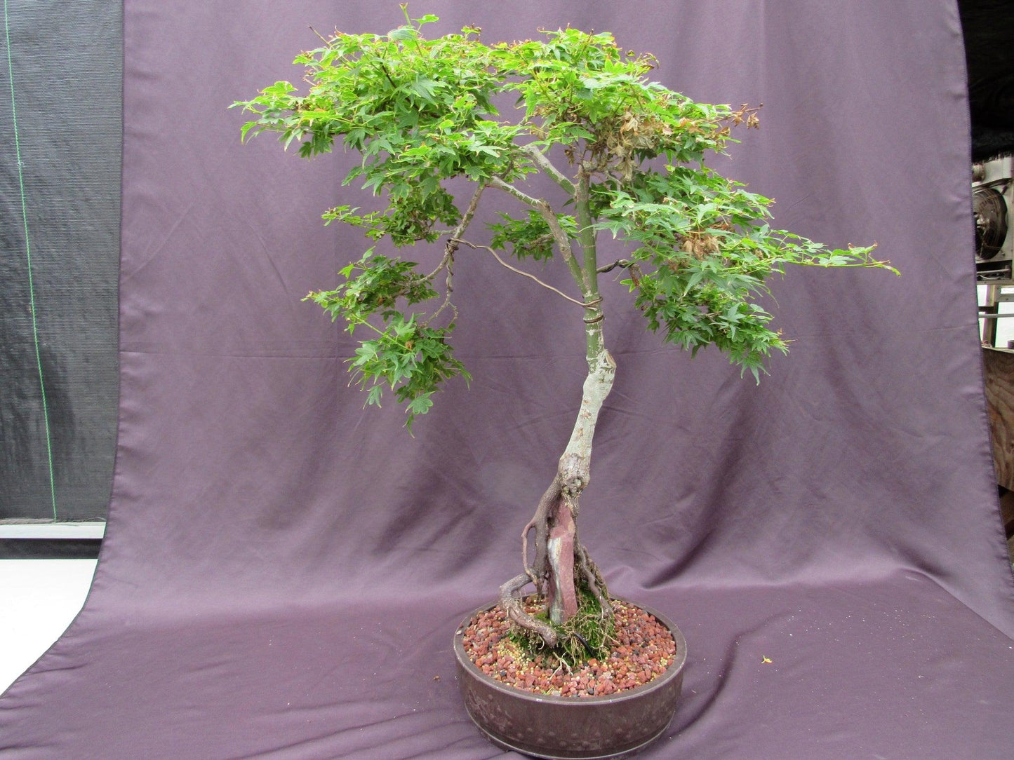 36 Year Old Beni Hime Dwarf Japanese Maple Root Over Rock Specimen Bonsai Tree