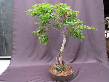 36 Year Old Beni Hime Dwarf Japanese Maple Root Over Rock Specimen Bonsai Tree