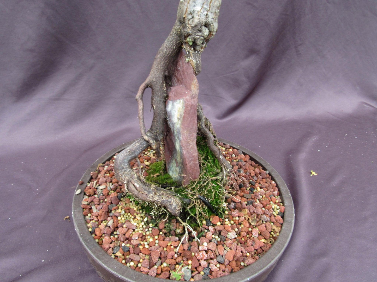36 Year Old Beni Hime Dwarf Japanese Maple Root Over Rock Specimen Bonsai Tree