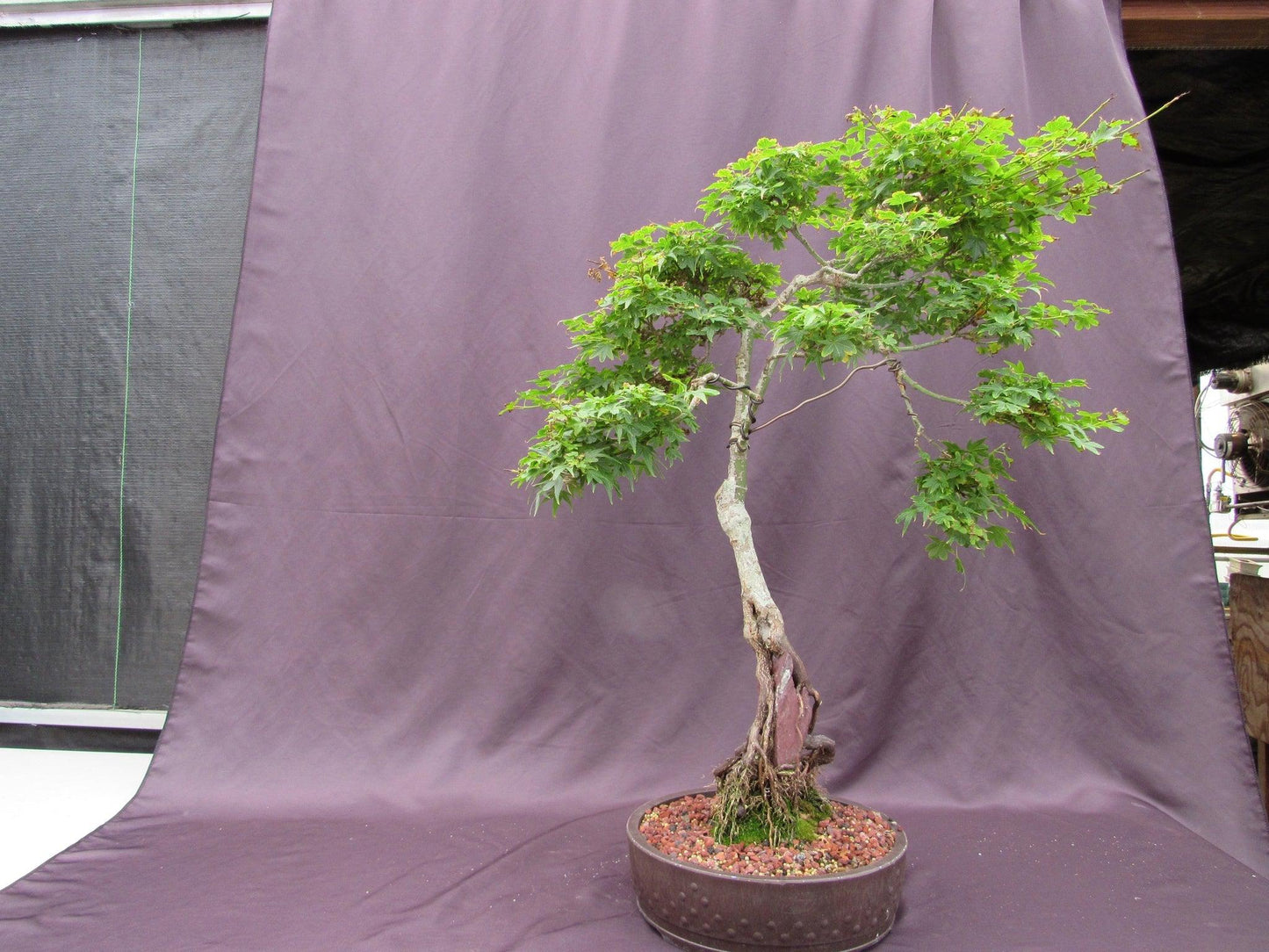 36 Year Old Beni Hime Dwarf Japanese Maple Root Over Rock Specimen Bonsai Tree