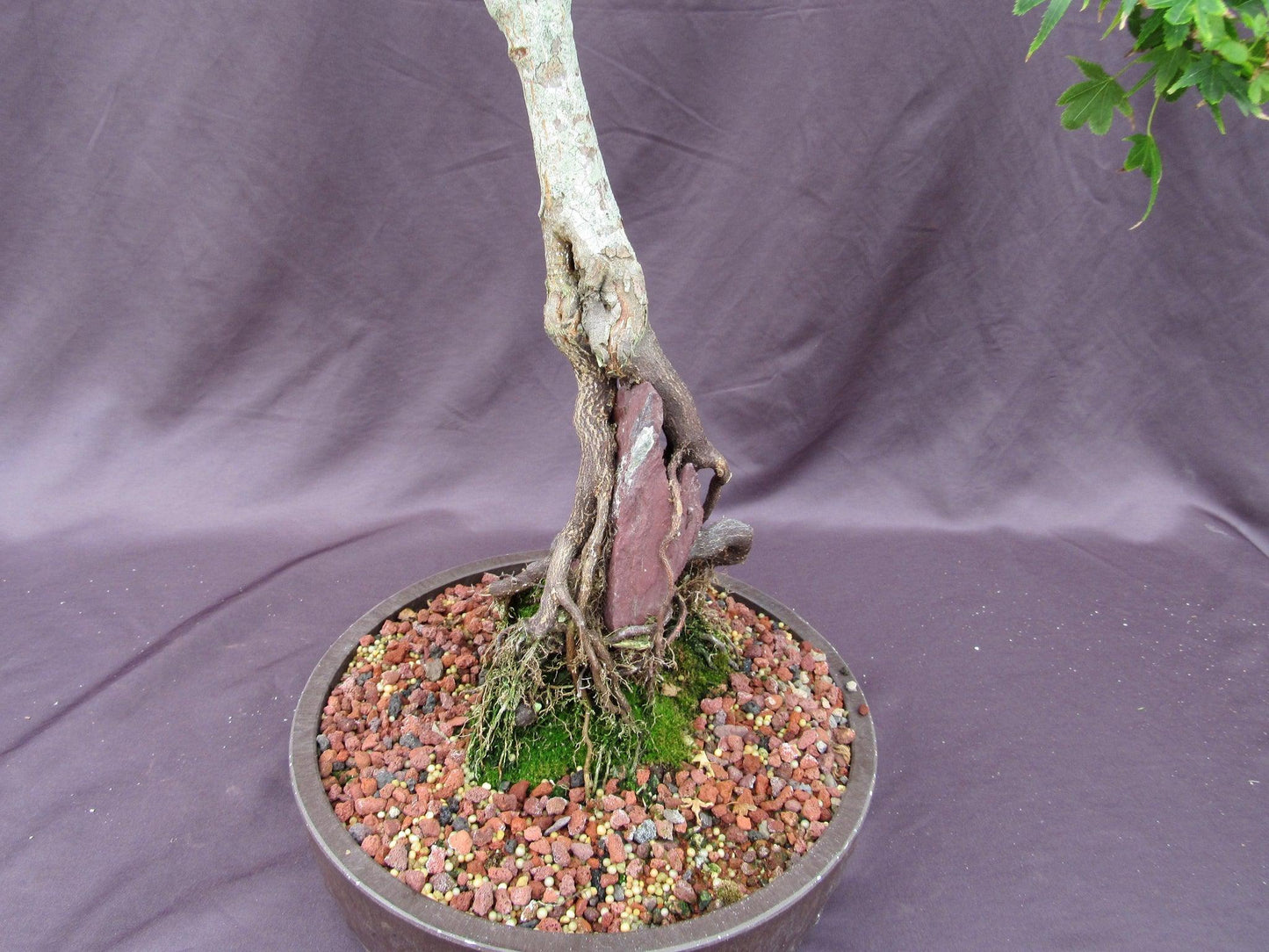 36 Year Old Beni Hime Dwarf Japanese Maple Root Over Rock Specimen Bonsai Tree