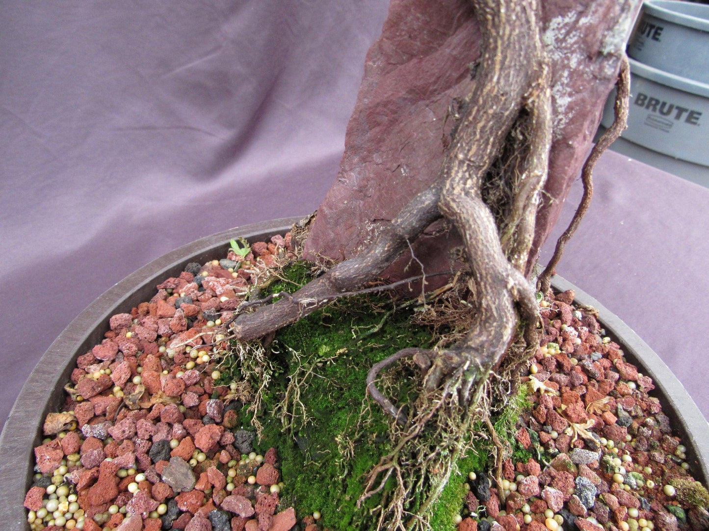 36 Year Old Beni Hime Dwarf Japanese Maple Root Over Rock Specimen Bonsai Tree