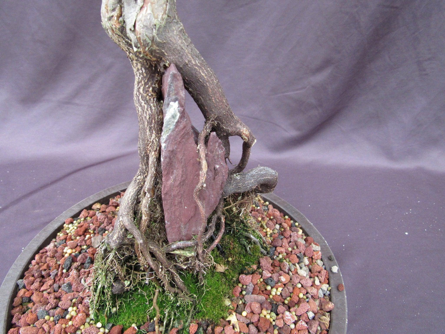 36 Year Old Beni Hime Dwarf Japanese Maple Root Over Rock Specimen Bonsai Tree
