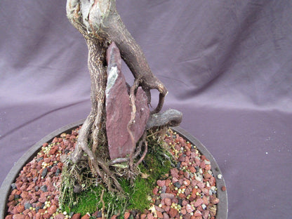 36 Year Old Beni Hime Dwarf Japanese Maple Root Over Rock Specimen Bonsai Tree