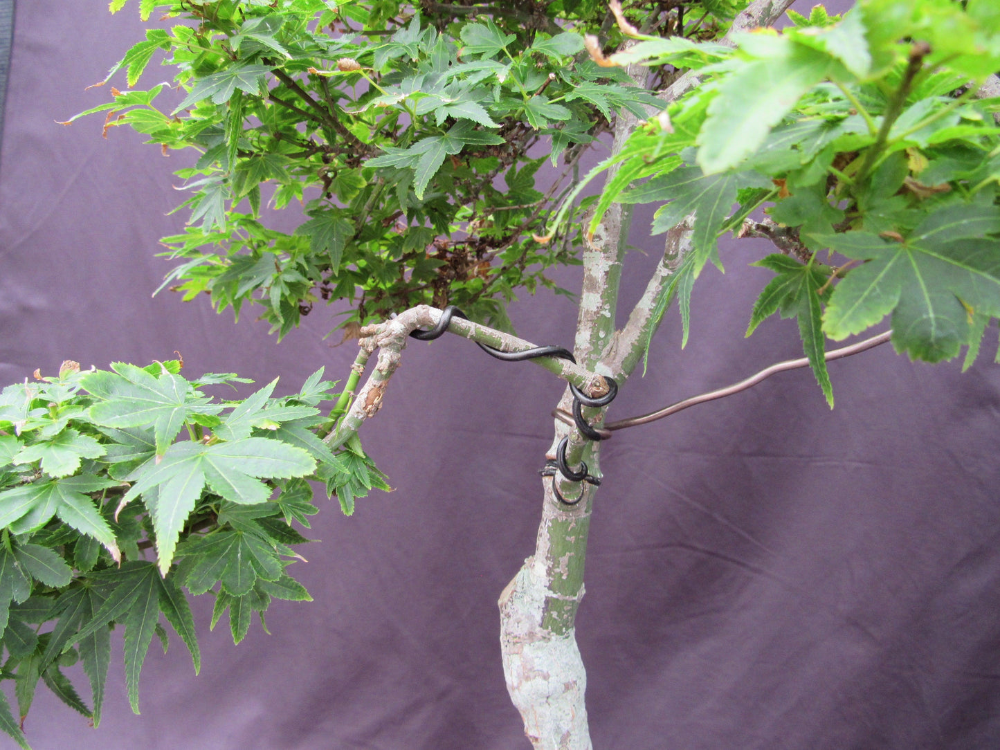 36 Year Old Beni Hime Dwarf Japanese Maple Root Over Rock Specimen Bonsai Tree