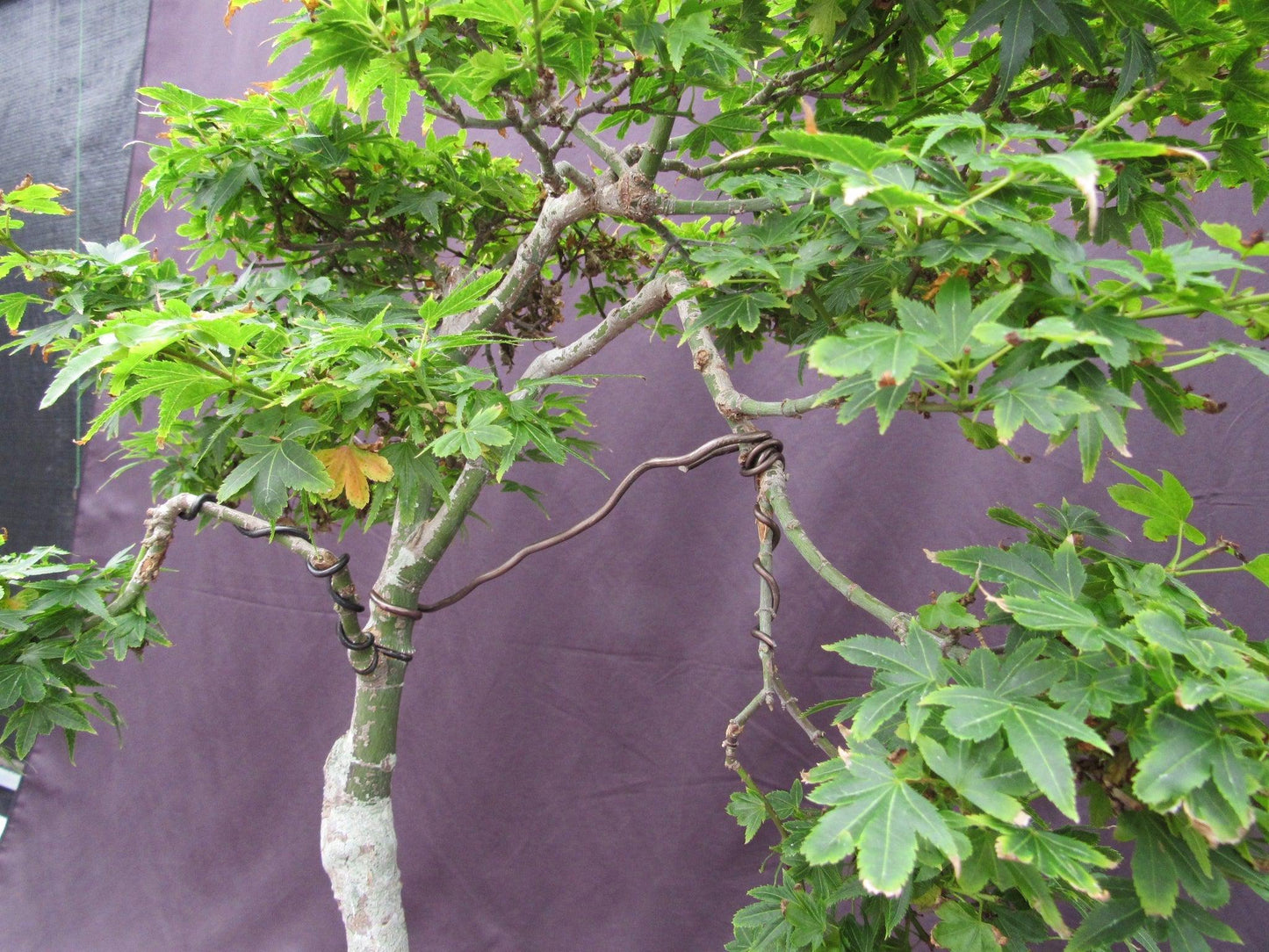 36 Year Old Beni Hime Dwarf Japanese Maple Root Over Rock Specimen Bonsai Tree