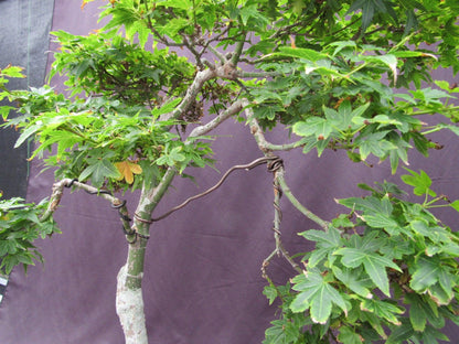 36 Year Old Beni Hime Dwarf Japanese Maple Root Over Rock Specimen Bonsai Tree