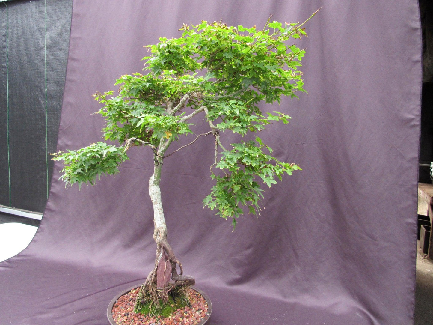 36 Year Old Beni Hime Dwarf Japanese Maple Root Over Rock Specimen Bonsai Tree