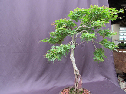 36 Year Old Beni Hime Dwarf Japanese Maple Root Over Rock Specimen Bonsai Tree
