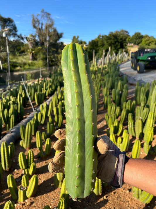 6-9 inch San Pedro Cactus - Echinopsis Pachanoi