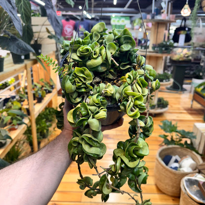 Hoya Rope