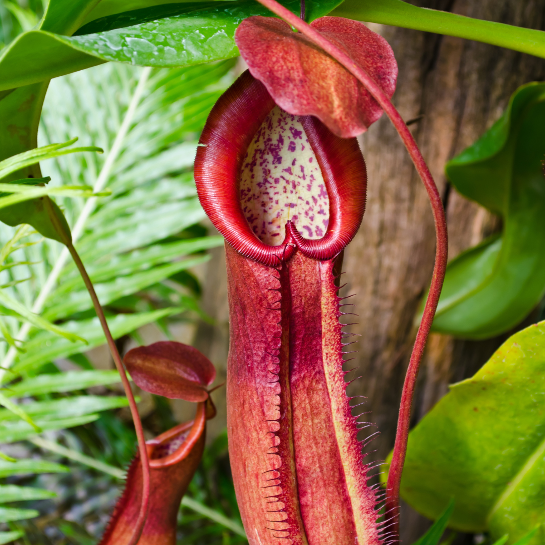 Nepenthes 'Lady Luck' Carnivorous Tropical Pitcher Plant