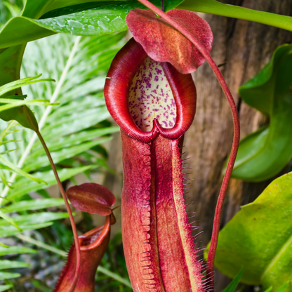 Nepenthes 'Lady Luck' Carnivorous Tropical Pitcher Plant