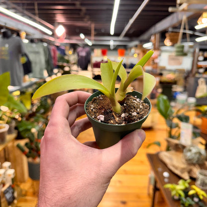 Agave Fox Tail