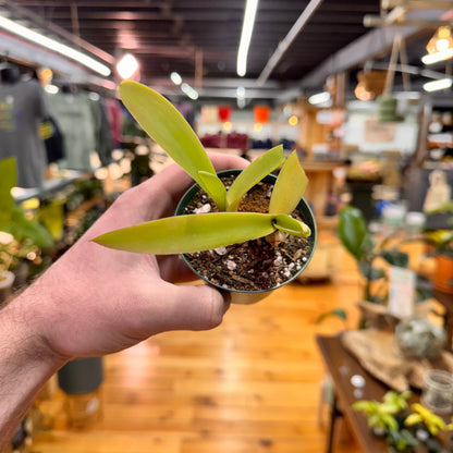 Agave Fox Tail