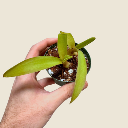 Agave Fox Tail