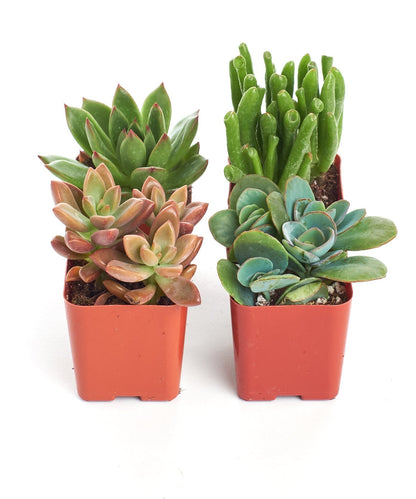 Assorted Mini Succulent Collection
