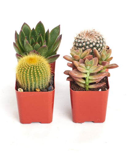 Assorted Mini Succulent & Cactus Collection