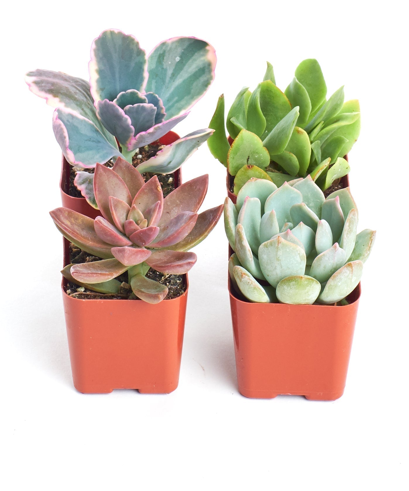 Pastel Mini Succulent Collection