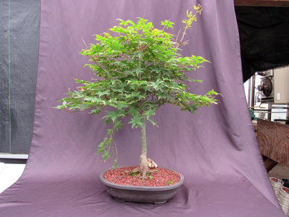 41 Year Old Shindeshojo Japanese Maple Specimen Bonsai Tree