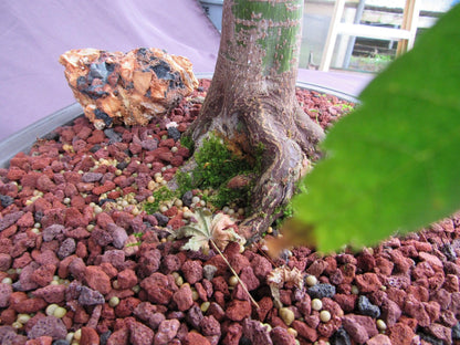 41 Year Old Shindeshojo Japanese Maple Specimen Bonsai Tree