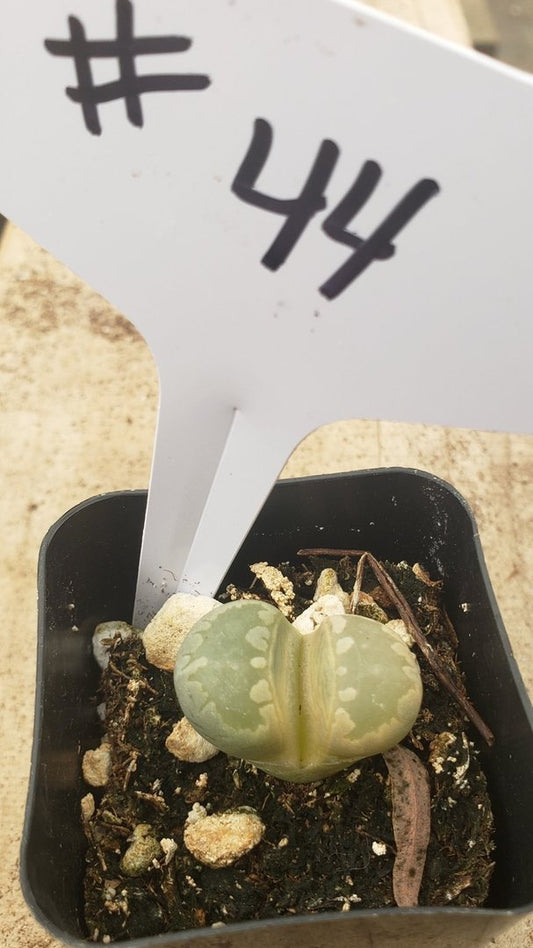 #44 Lithop Living Stone