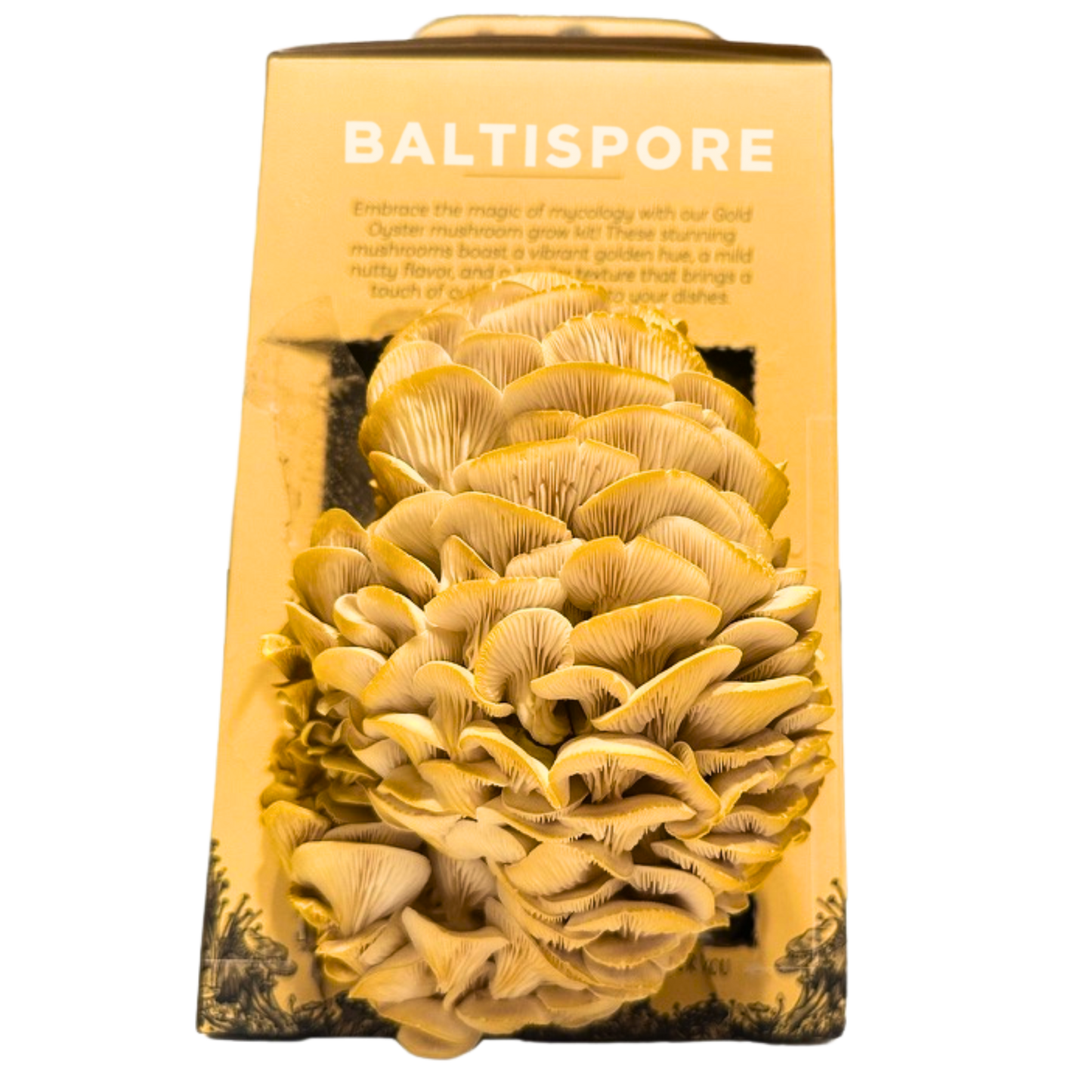 Golden Oyster “Ready-To-Fruit” Mushroom Grow Kit