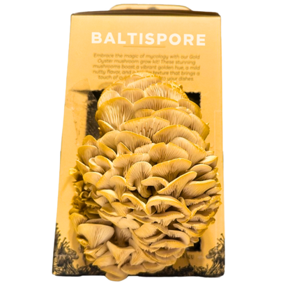 Golden Oyster “Ready-To-Fruit” Mushroom Grow Kit